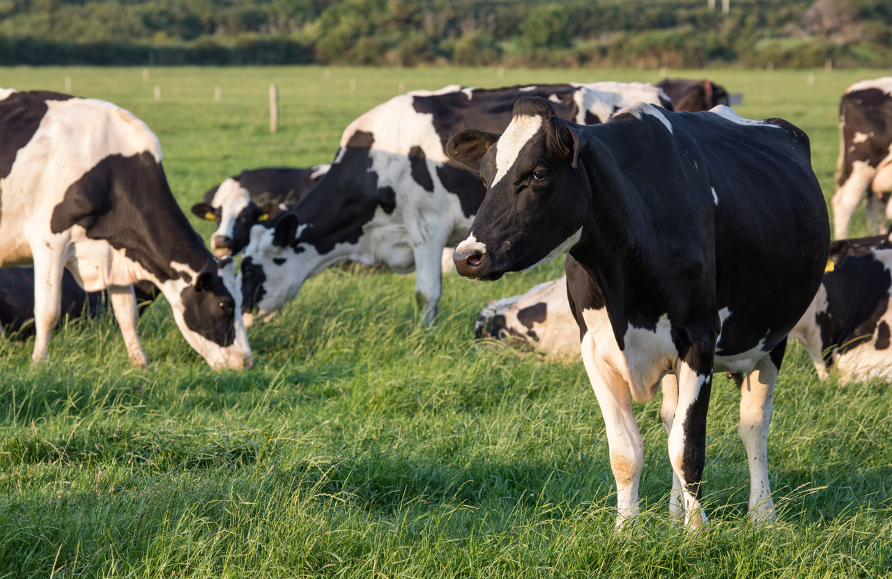 Livestock Tax Deferral – Prescribed Drought Regions for 2025 Announced